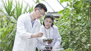 國內使用AI識別農作物病蟲害案例